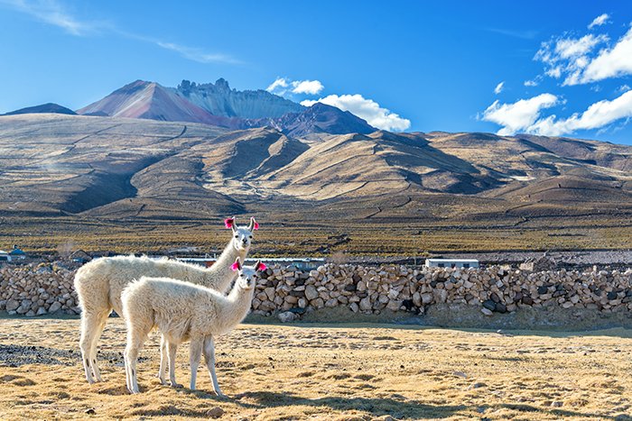 uyuni_two_llamas_and_tunupa_reduced1.jpg