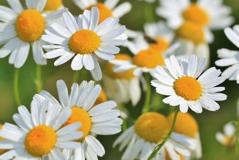 chamomile-401490_1920.jpg