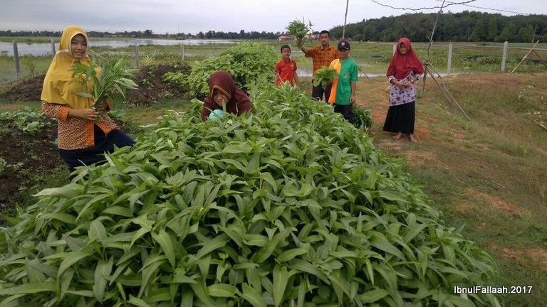 hugelkultur_institut_agroekologi_indonesia_desa_bangsal.jpg