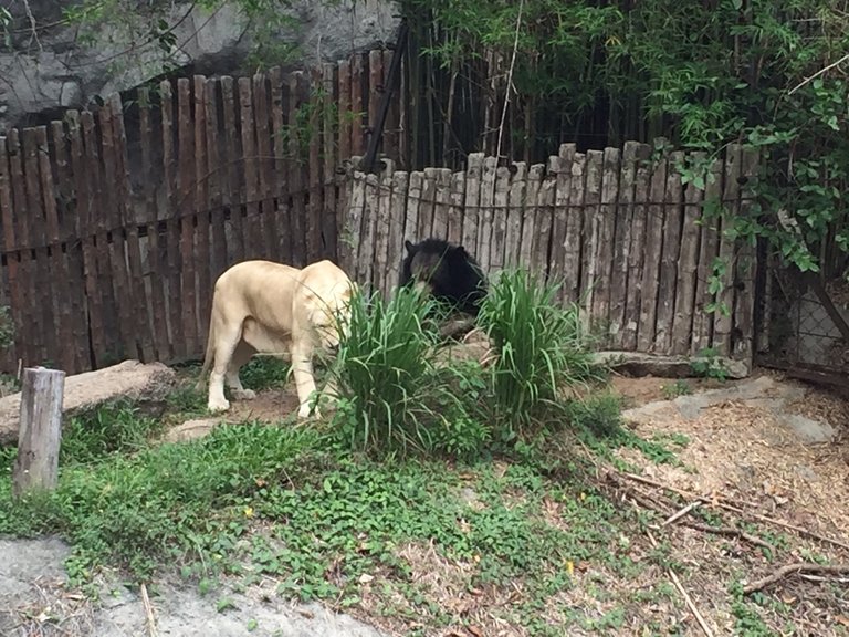 Khao Kheow Open Zoo29.jpg