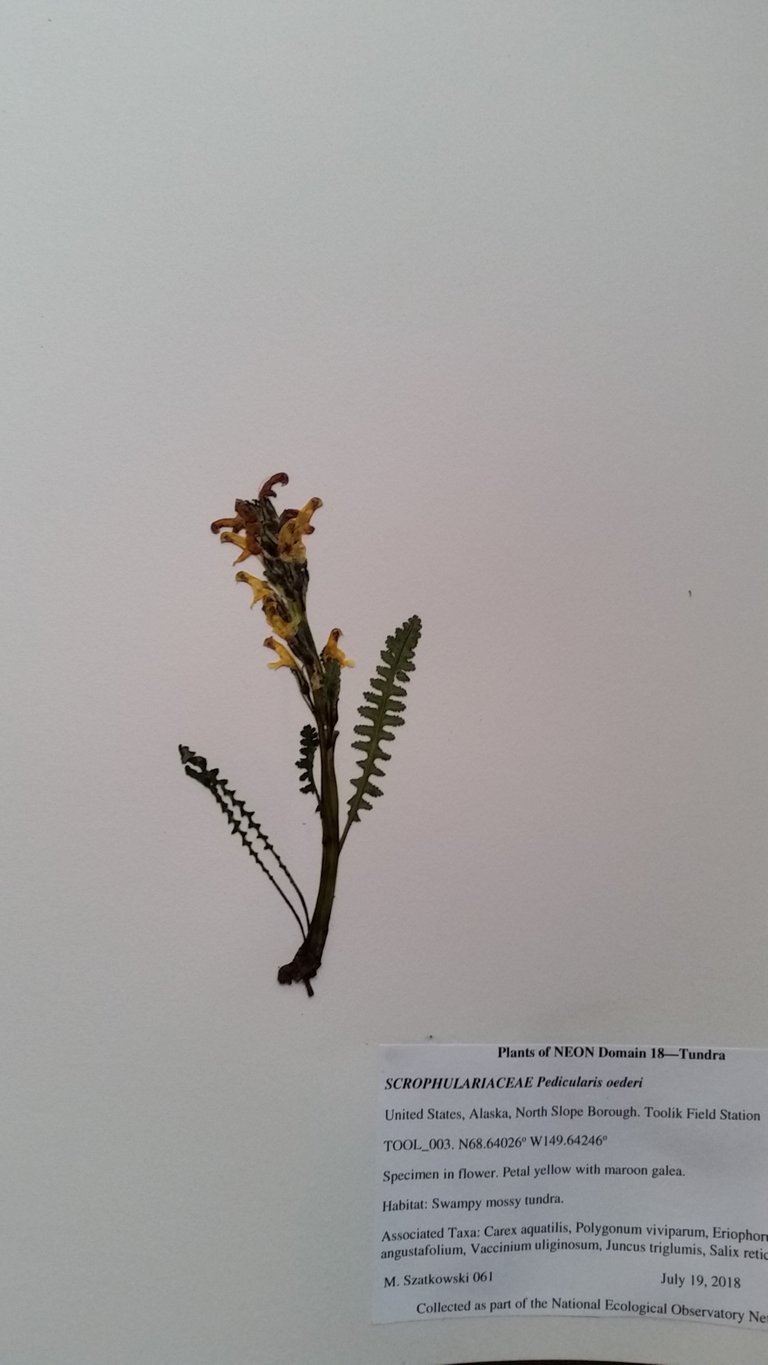 Pedicularis oederi.jpg