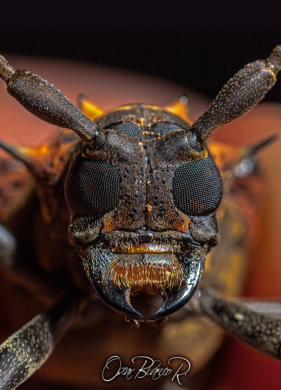 beetle-Polyrhaphis-batesi1.png