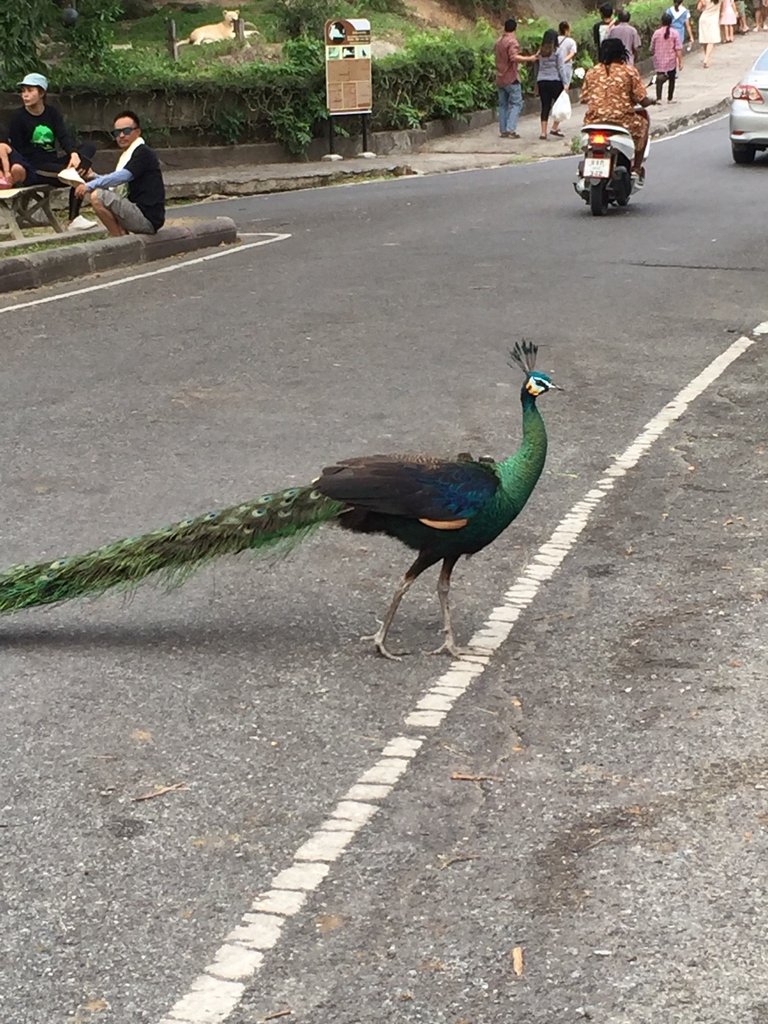 Khao Kheow Open Zoo28.jpg