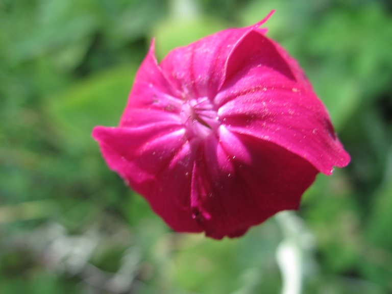 Alpengarten Rannach 041.JPG