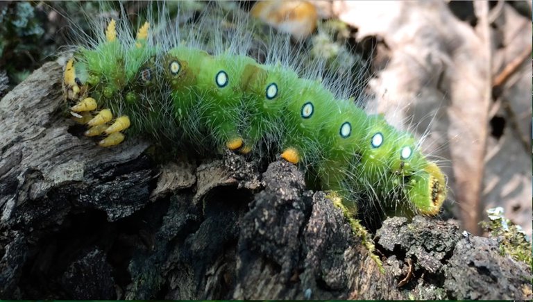 caterpillar3.jpg