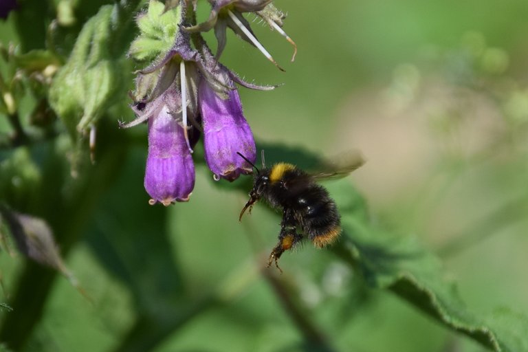 Hummel am Beinwell.JPG