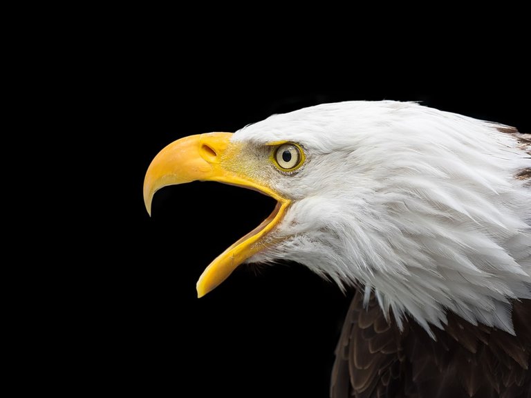 bald-eagle-2715461_960_720.jpg