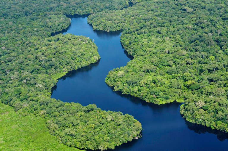 The+Amazon+Rainforest.jpg
