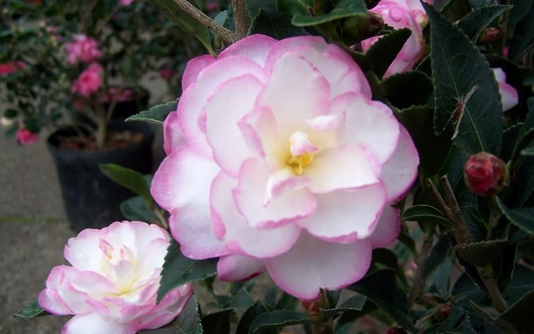 5201-Leslie-Ann-Camellia-Sasanqua.jpg