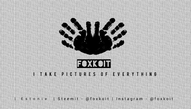 FoxKoit.jpg