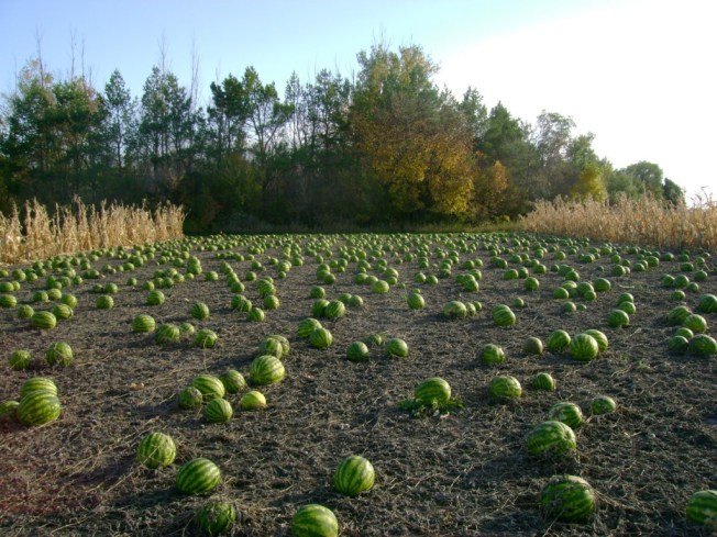 Sweet-Dakota-Rose-watermelon-awaiting-seed-harvest_2-1024x768.jpg