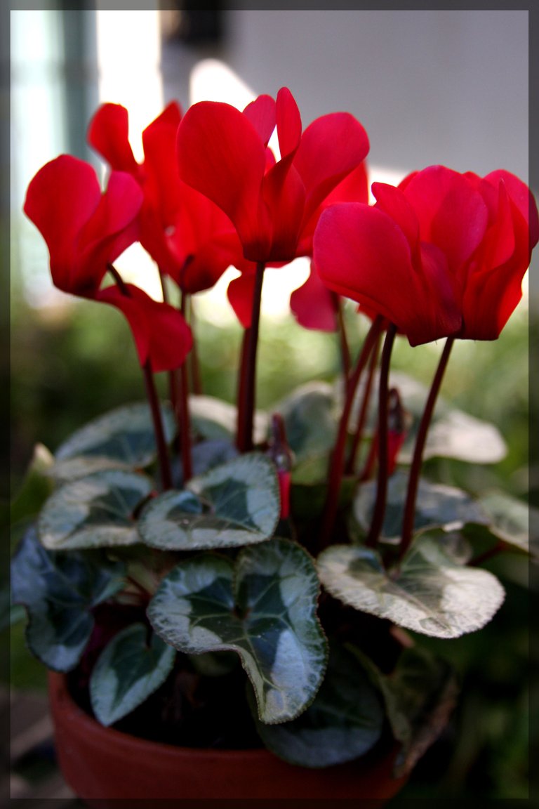 cyclamen1.jpg