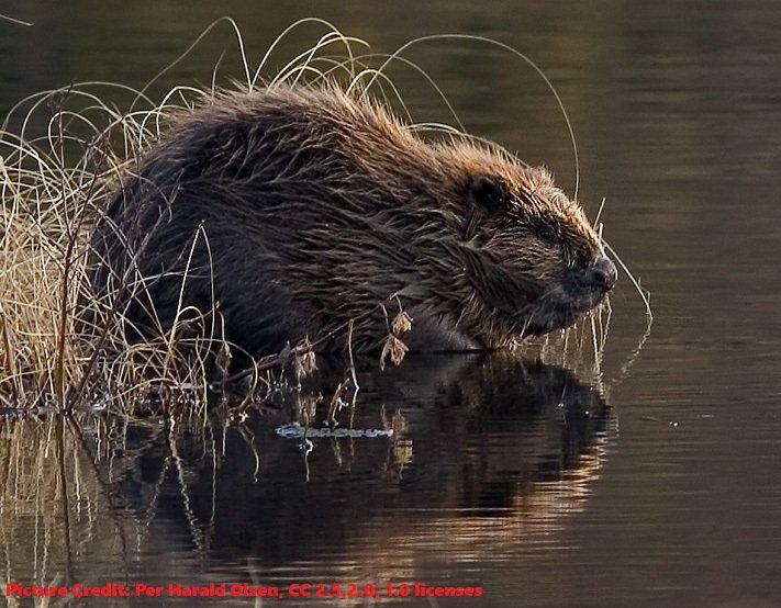 Eurasian Beaver Per Harald Olsen 2.5 2 1 generic.jpg