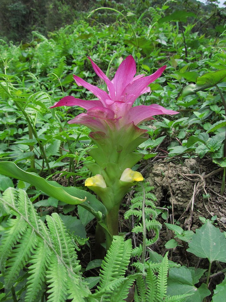 800px-Curcuma_aromatica.jpg