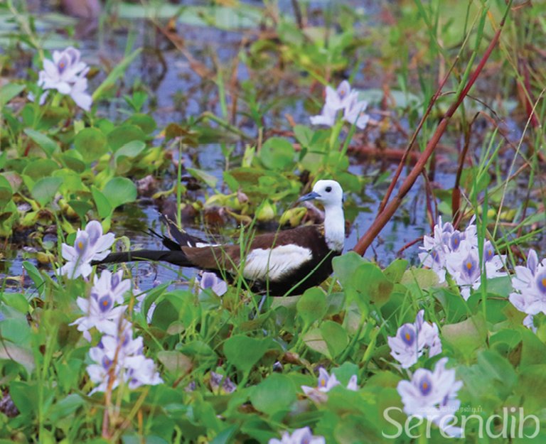 A pheasant tailed jacana at the Maha Wewa in Lahugala.jpg