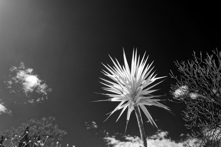 Yucca in Infrared (1).jpg