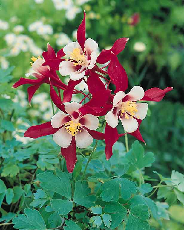 columbine-crimson-star.jpeg