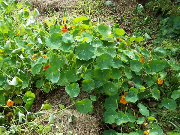 Big garden - nasturtium frosted crop October 2019.jpg