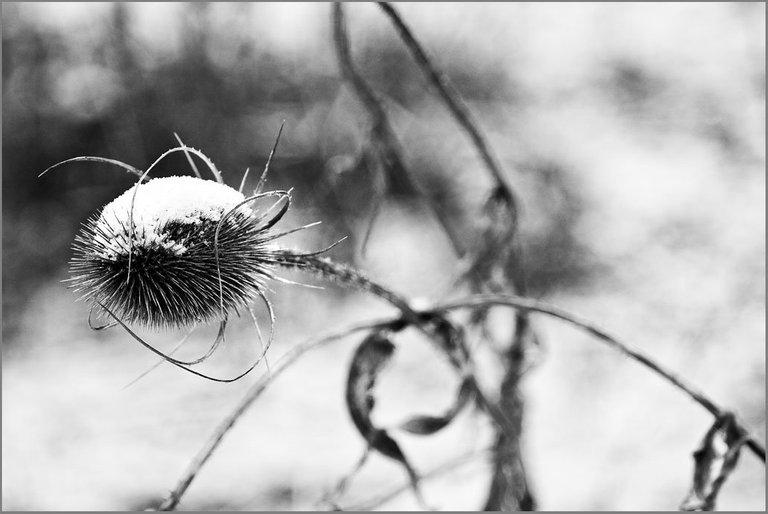 winter-thistle_4254551220_o (FILEminimizer).jpg