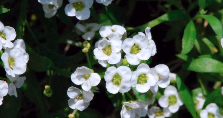 White flowers in Pakistan.png