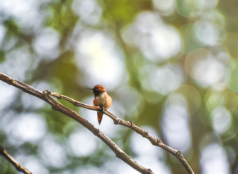 crimsonclad orange hummingbird on bokeh