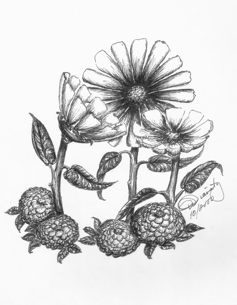 DaisiesMums PenAndInk.jpg