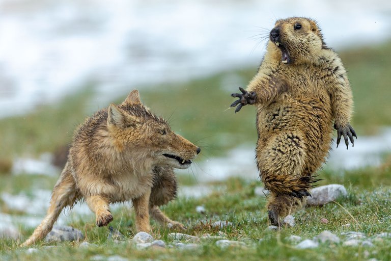 og-lead-image-yongqing-bao---wildlife-photographer-of-the-year.jpg