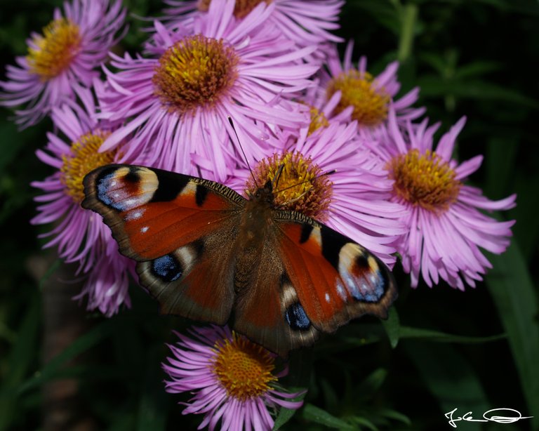 2018-10-Butterfly-European-Peacock-05.jpg