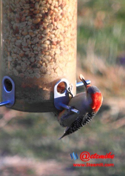 Red-bellied Woodpecker PFW026.jpg