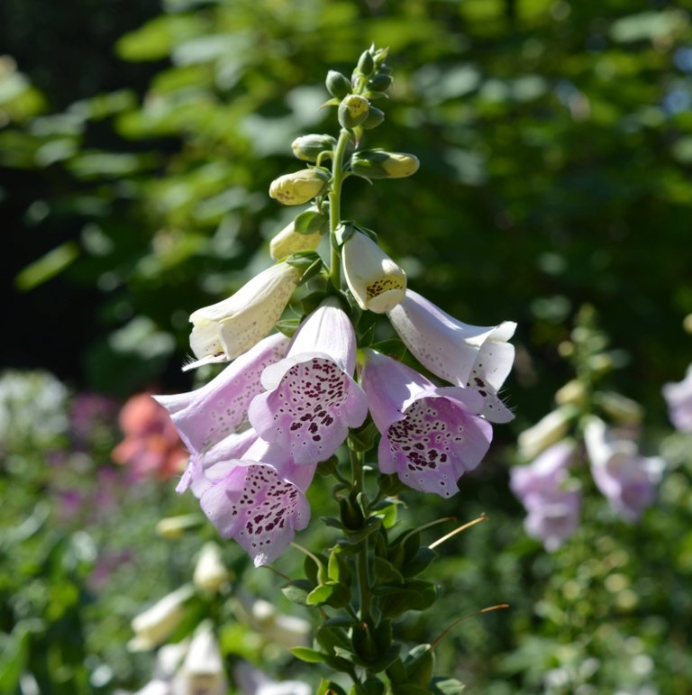 06bellflowers.jpg
