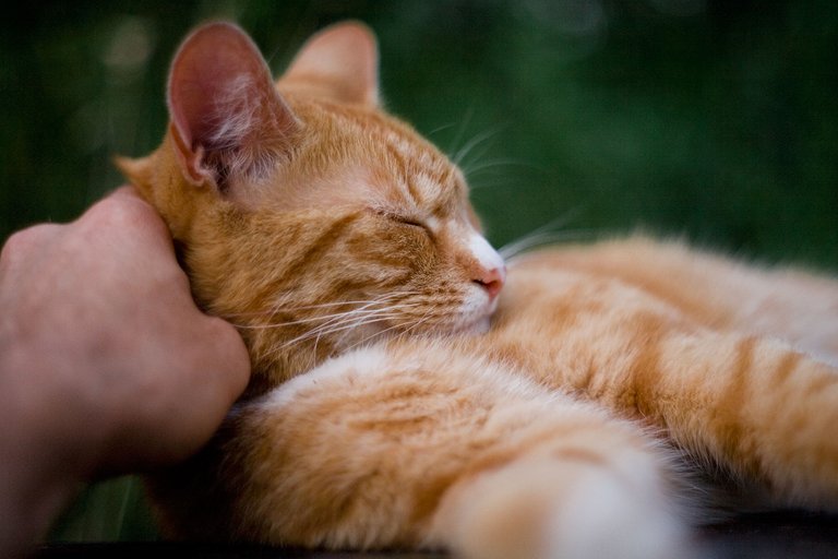 random red cat getting more cuddles on a wednesday for caturday by fraenk