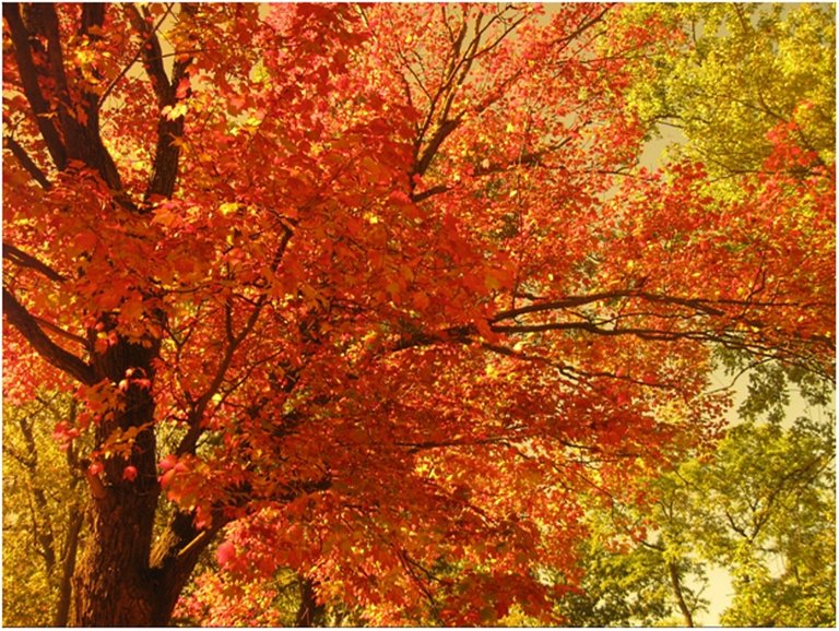 Fall Maple tree 2.jpg