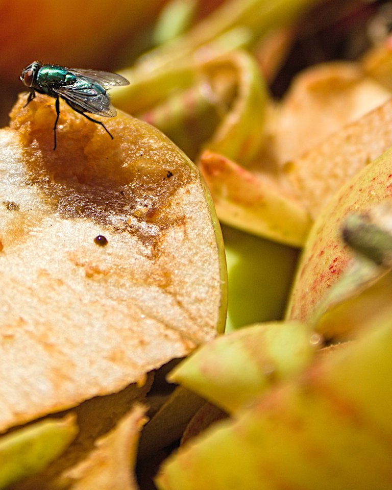 fly apple scraps