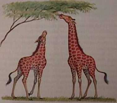 giraffes.jpg