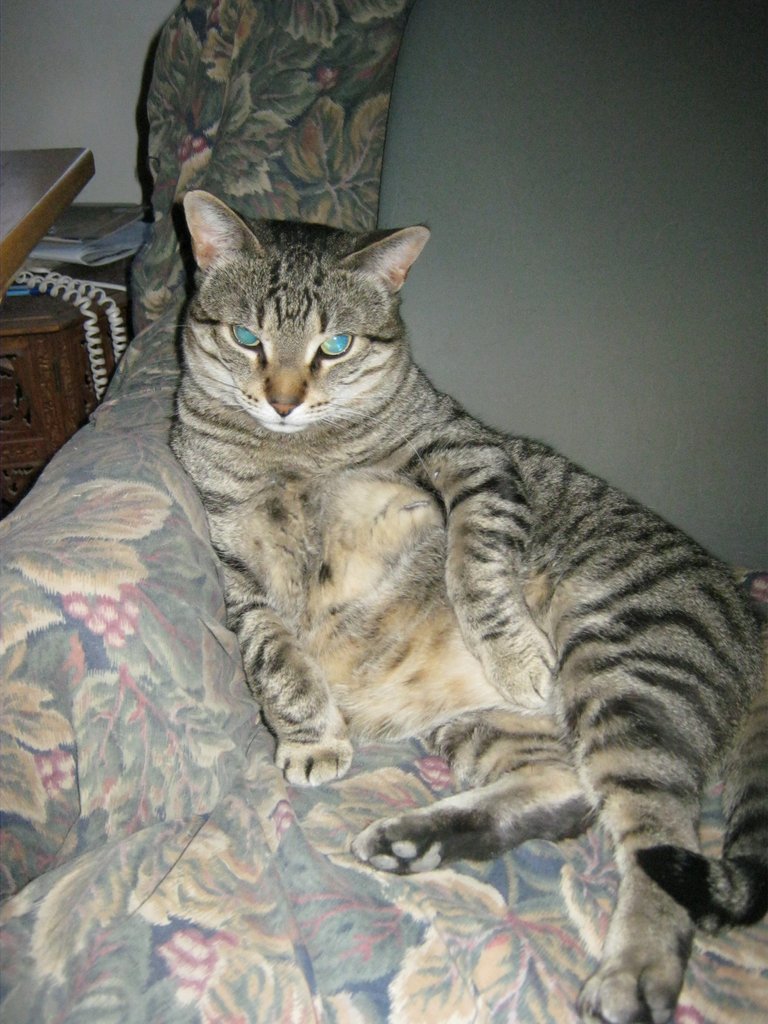 Bib belly JJ.JPG