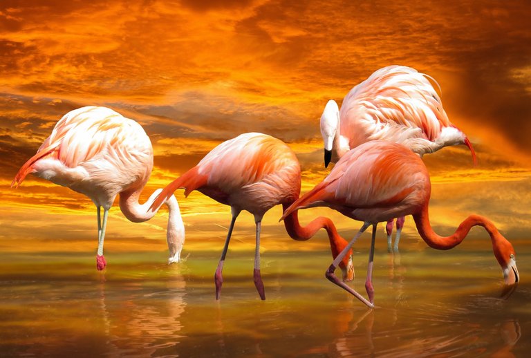 animals-3624433_1920.jpg