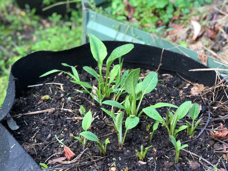 Comfrey