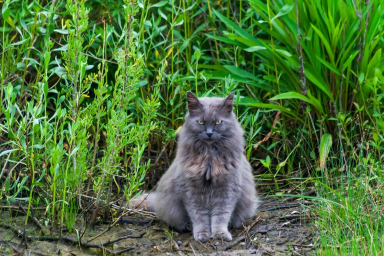 Angry-Wild-Cat_3172.jpg