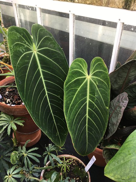 Smith Greenhouses - pond room giant leaf2 crop January 2020.jpg