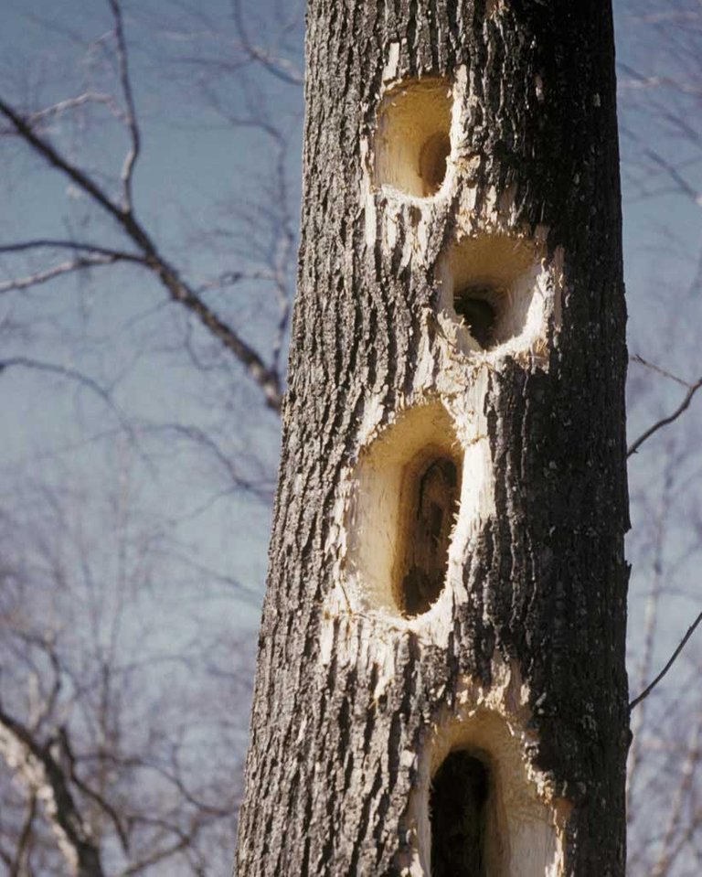 Pileated_Woodpecker_s39-2-100_l_1.jpg