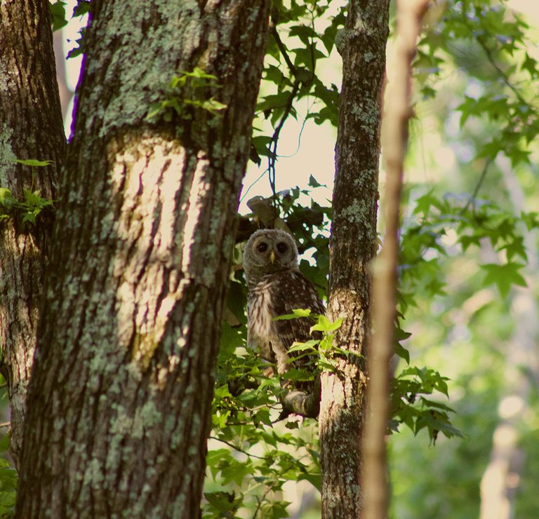 Young Owl Side View.jpg