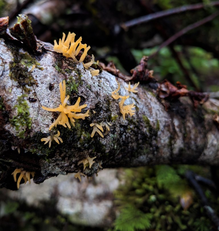 Calocera cornea.jpg