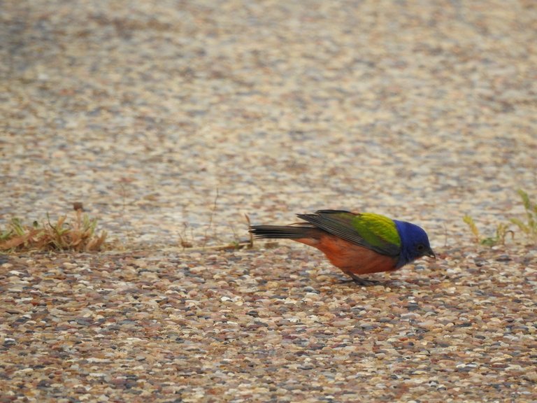painted_bunting_male (5)_resized.jpg