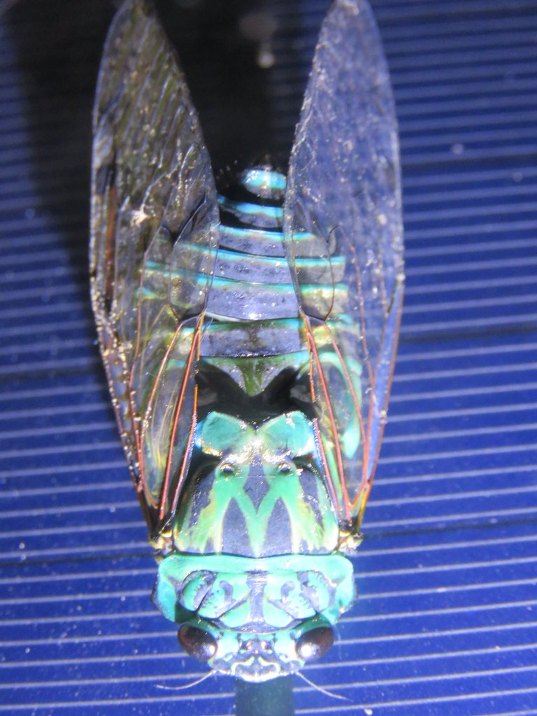 TURQUOISE CICADA.jpg