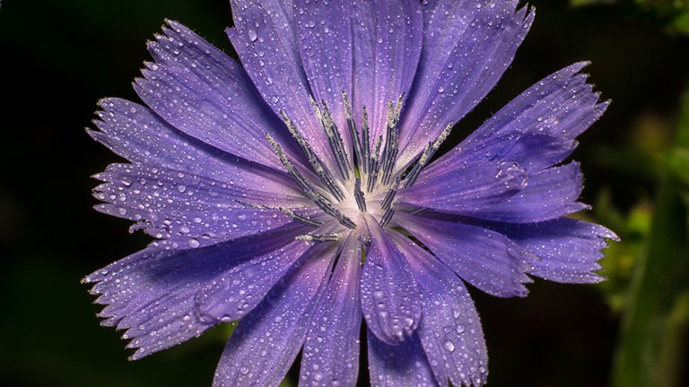 25-07-2018-chicory-03511.jpg