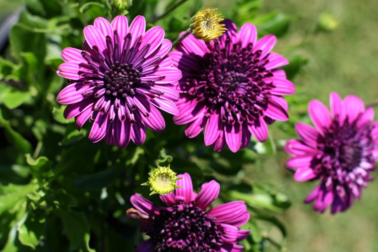 AFRICAN DAISY.jpg