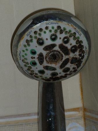 dirty-shower-head-mildew.jpg