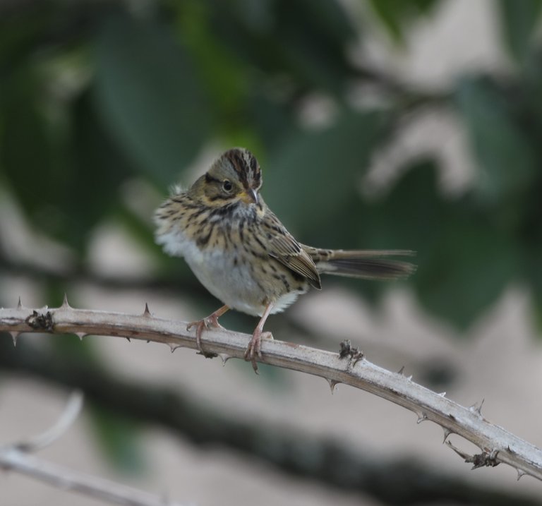 LISP_0809 2019-10-08 20th St Sparrow Patch.JPG