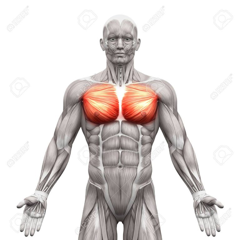 58756557-músculos-del-pecho-pectoral-mayor-y-menor-músculos-anatomía-aislados-en-blanco-ilustración-3d.jpg