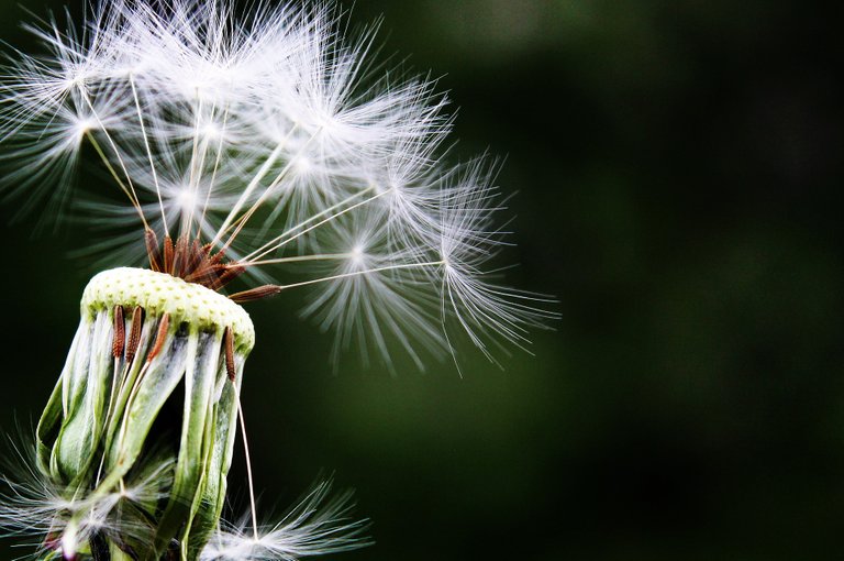 dandelion-1452219_1920.jpg